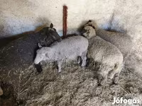 母羊, Sheep — 照片 1
