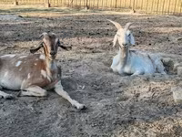 Cabra, Nubian Goat — foto 5