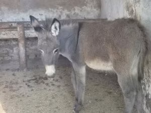 Конь, Лошади