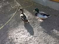 Ducks — 写真 5