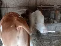 Byk, Węgierska szara rasa — zdjęcie 2