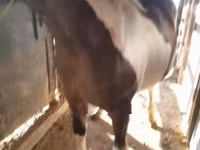 Cavalo, Cavalos — foto 1