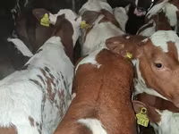 Buqa, Simmental cattle — 1-rasm
