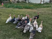 Turkeys — photo 1