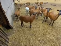 Bélier, Cameroon sheep — photo 2