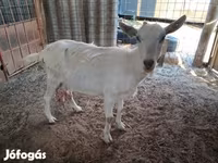 Billy Goat, Goats — photo 3