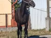 雄馬, Lipizzaner — 写真 2