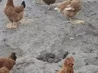 Danish hen — photo 7