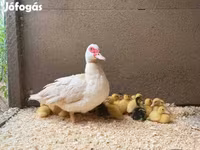 Ducks — foto 3