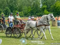Кобила, Lipizzaner — фото 3