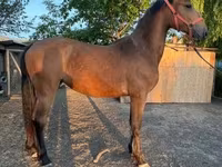 Yegua, Caballos — foto 1