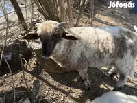 كبش, الأغنام — الصورة 3