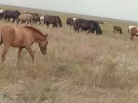 Kobyła, Mugalzhar horse — zdjęcie 4