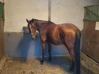 Caballo, Caballos — foto 4