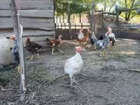 Chickens — zdjęcie 5