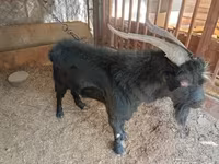 Goats (batch, sex not specified), Goats — photo 2