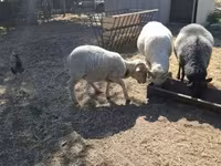 Widder, Merino sheep — Foto 1