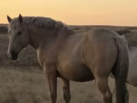 At, New Altai Horse — foto 1