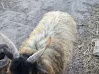 Carneiro, Racka sheep — foto 5