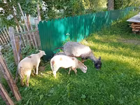 Koza, Kejobong goat — fotografija 3