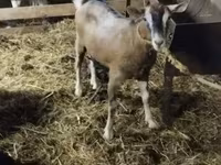 Koza, Alpine goat — fotografija 2
