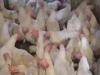 Chickens — fotografija 3