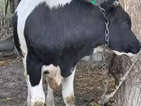 Бұқа, Russian Black pied cattle — 3-сурет