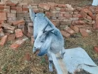 Koza, Nubian Goat — zdjęcie 1