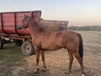 Cheval, Chevaux — photo 1