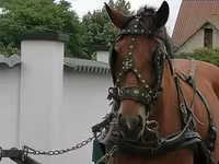 Kobyła, Konie — zdjęcie 1