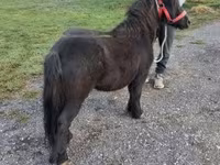 Cavalo, Cavalos — foto 3