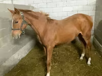 Kobila, Anglo-Arabian — fotografija 5