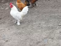 Chickens — fotografija 3