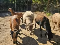 Baran, Cameroon sheep — zdjęcie 1