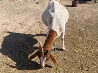 Koza, Boer goat — zdjęcie 6