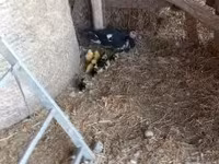 Ducks — Foto 4