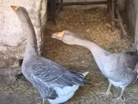 Geese — الصورة 1