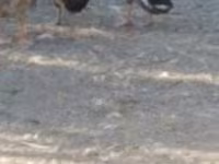 Ducks — Foto 2