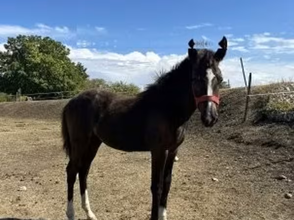 Yegua, Caballos