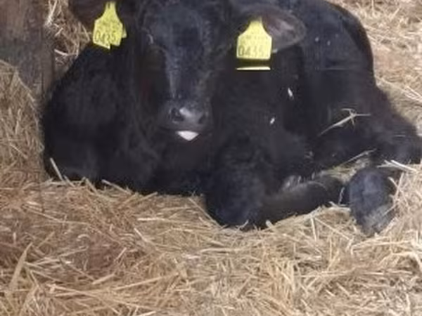 Bull, Aberdeen-Angus