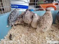 Quails — Foto 3