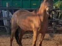 Madyan, Arabian horse — foto 3