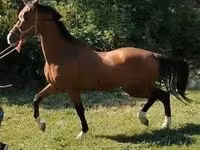 Cavalo, Dutch warmblood horse — foto 3