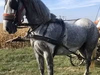 Кобила, Andalusian horse — фото 3