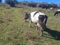 雌牛, Simmental cattle — 写真 2