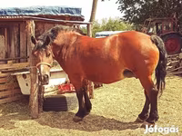 母马, Horses — 照片 1