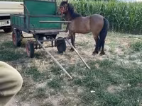 Caballo, Caballos — foto 6