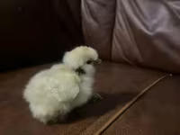 Silkie — photo 3