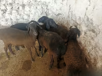 Qoyunlar (partiya, cinsi göstərilməyib), Qoyunlar — foto 3