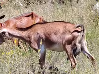 Koza, Nubian Goat — zdjęcie 1